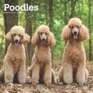 Poodles 2025 12 X 24 Inch Monthly Square Wall Calendar Plastic-Free de Browntrout