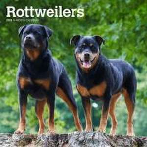 Rottweilers 2025 12 X 24 Inch Monthly Square Wall Calendar Plastic-Free de Browntrout