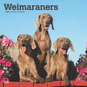 Weimaraners 2025 12 X 24 Inch Monthly Square Wall Calendar Plastic-Free de Browntrout