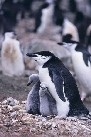 Chinstrap Penguin Notebook de Wild Pages Press