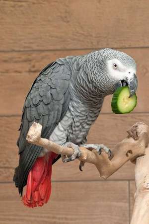 African Gray Parrot Notebook de Wild Pages Press