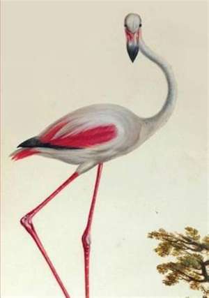 Carnet Blanc, Flamant Rose