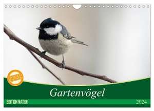 Gartenvögel (Wandkalender 2024 DIN A4 quer), CALVENDO Monatskalender de Samashy Romy Schötz