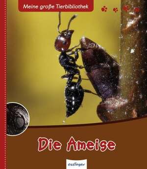 Die Ameise de Luc Gomel