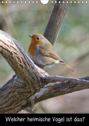 Welcher heimischer Vogel ist das? (Posterbuch DIN A4 hoch) de kattobello