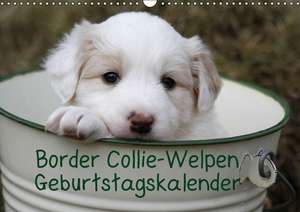 Border Collie-Welpen / AT-Version / Geburtstagskalender (Wandkalender immerwährend DIN A3 quer) de Antje Lindert-Rottke