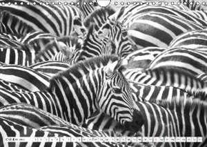 Emotionale Momente: Zebras - black & white. (Wandkalender 2016 DIN A4 quer) de Ingo Gerlach Gdt