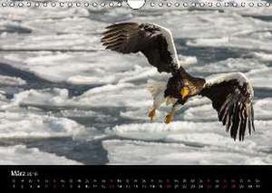 Seeadler - Könige der Lüfte (Wandkalender 2016 DIN A4 quer) de Thomas Schwarz Fotografie