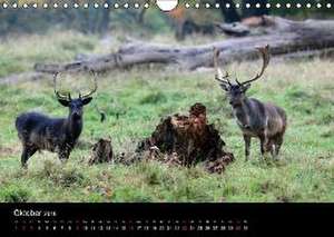 Rügen (Wandkalender 2016 DIN A4 quer) de Thomas Deter