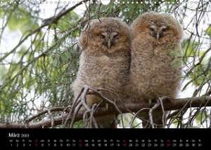 Waldkäuze, fotografiert in München (Wandkalender 2023 DIN A3 quer) de Klaus Buchmann