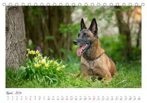 Malinois - Partner auf vier Pfoten (Tischkalender 2024 DIN A5 quer), CALVENDO Monatskalender de Martina Wrede - Wredefotografie