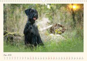 Riesenschnauzer... charakterstarke Hunde (Wandkalender 2024 DIN A3 quer), CALVENDO Monatskalender de Martina Wrede - Wredefotografie