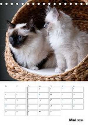 Heilige Birma Kittenkalender mit Planer (Tischkalender 2024 DIN A5 hoch), CALVENDO Monatskalender de Michaela Thoms