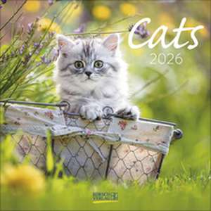 Cats 2026 de Verlag Korsch