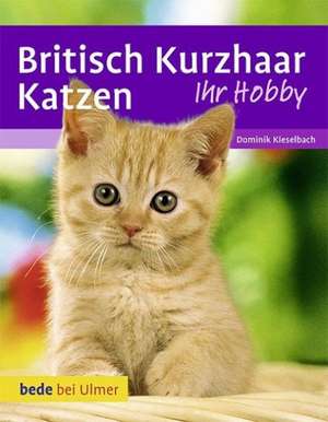 Britisch Kurzhaar Katzen de Dominik Kieselbach