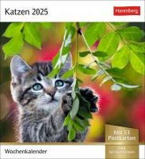 Katzen Postkartenkalender 2025 - Wochenkalender mit 53 Postkarten de Harenberg