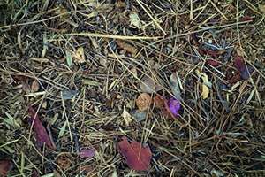 Steingesichter de Jean Willi