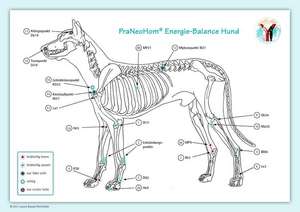 PraNeoHom® Energiebalance Hund