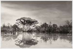 BAOBAB: Meine Reise zu den ältesten Lebewesen und Waldwächtern de Beth Moon