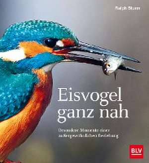 Eisvogel ganz nah de Ralph Sturm