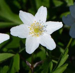 Frühblüher. Heimische Arten. de Oliver Tackenberg