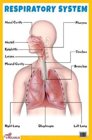 Respiratory System Educational Chart de Pegasus