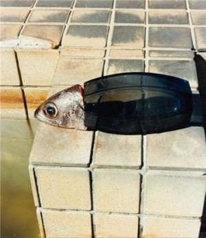 Tokyo Fishgraphs 2020 de Naohiro Harada