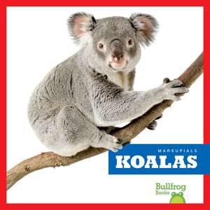 Koalas de Natalie Deniston