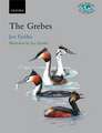 The Grebes: Podicipedidae