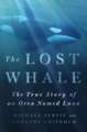 Lost Whale