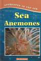 Sea Anemones