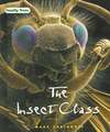 The Insect Class