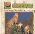 Cheetahs