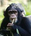 Chimpanzees