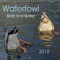 Waterfowl Birds and Water (Wall Calendar 2018 300 × 300 mm Square)