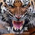 Tiger . The Beautiful Predator (Wall Calendar 2018 300 × 300 mm Square)