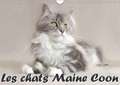 Les chats Maine Coon (Calendrier mural 2018 DIN A4 horizontal)