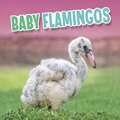 Baby Flamingos