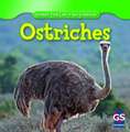 Ostriches