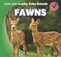 Fawns