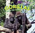 Gorillas: Life in the Troop