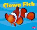 Clown Fish