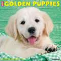 GOLDEN PUPPIES 2022 WALL CALENDAR