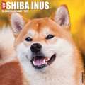 SHIBA INUS 2022 WALL CALENDAR