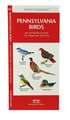 Pennsylvania Birds: A Folding Pocket Guide to Familiar Species