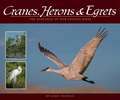 Cranes, Herons & Egrets: The Elegance of Our Tallest Birds