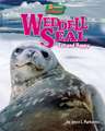 Weddell Seal: Fat and Happy