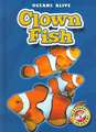 Clown Fish