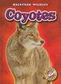 Coyotes