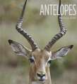 Antelopes